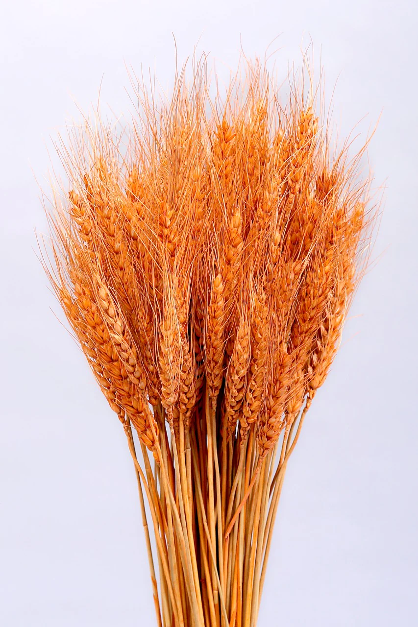 WHEATGRASS-ORANGE COLOUR